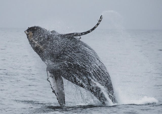 A majestic humpback whale breaches the surface of the ocean during a whale watching tour in Southern California